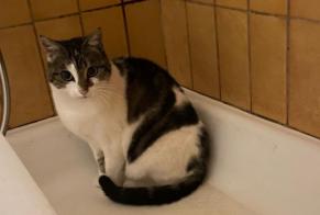 Disappearance alert Cat Female , 5 years Vuiteboeuf Switzerland
