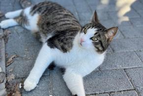 Disappearance alert Cat miscegenation Male , 4 years Crans-Montana Switzerland