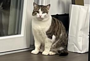 Discovery alert Cat Unknown Aproz Switzerland