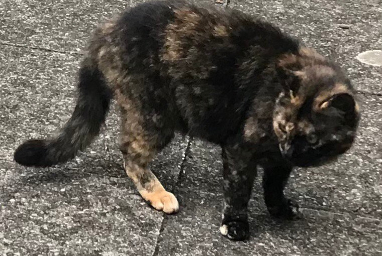 Disappearance alert Cat Female , 9 years Haute-Ajoie Switzerland