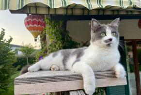 Disappearance alert Cat miscegenation Female , 2 years Collombey-Muraz Switzerland