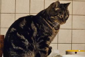 Discovery alert Cat Male Vallorbe Switzerland