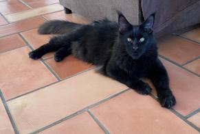 Disappearance alert Cat  Male , 1 years Villars-sous-Yens Switzerland