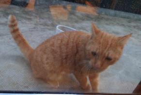 Discovery alert Cat Male Monthey Switzerland
