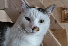 Disappearance alert Cat  Male , 5 years Port-Valais Switzerland