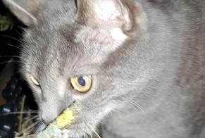 Discovery alert Cat Female Penthaz Switzerland