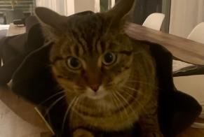 Disappearance alert Cat Female , 2 years Bulle Switzerland