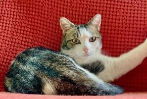 Disappearance alert Cat  Male , 9 years Gletterens Switzerland