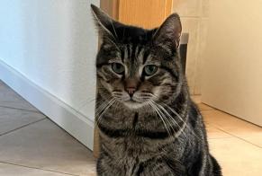 Disappearance alert Cat Male , 6 years Lausanne Switzerland