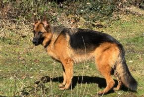 Disappearance alert Dog  Female , 2 years Lausanne Switzerland
