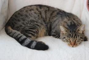 Disappearance alert Cat miscegenation Male , 2 years Pully Switzerland