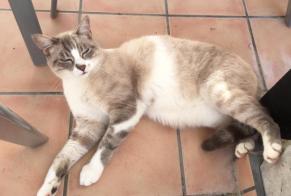 Disappearance alert Cat miscegenation Male , 8 years Courrendlin Switzerland