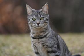 Disappearance alert Cat miscegenation Female , 2 years Gryon Switzerland
