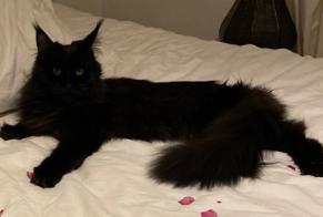 Disappearance alert Cat  Female , 7 years Montreux Switzerland