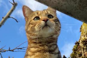 Disappearance alert Cat miscegenation Male , 3 years Vufflens-la-Ville Switzerland