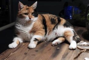 Disappearance alert Cat Female , 12 years Lavigny Switzerland