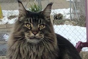 Disappearance alert Cat  Male , 8 years Châtel-Saint-Denis Switzerland