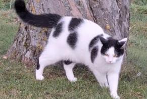 Disappearance alert Cat Male , 1 years Treytorrens (Payerne) Switzerland