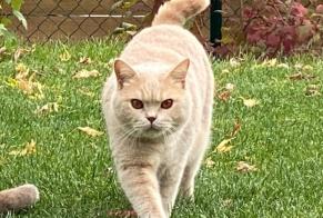 Disappearance alert Cat  Male , 5 years Le Mont-sur-Lausanne Switzerland