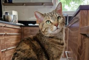 Disappearance alert Cat miscegenation Female , 4 years L'Etrat France