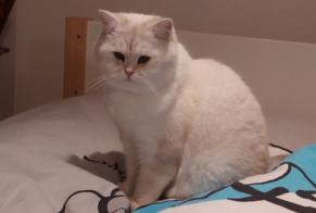 Disappearance alert Cat  Male , 5 years Neuchâtel Switzerland