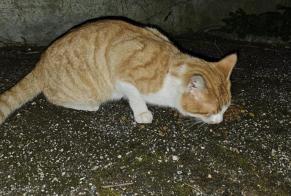 Discovery alert Cat Unknown Moutier Switzerland