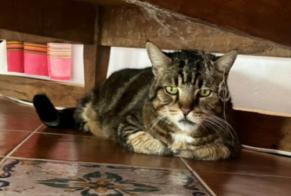 Disappearance alert Cat Male , 16 years Carouge Switzerland