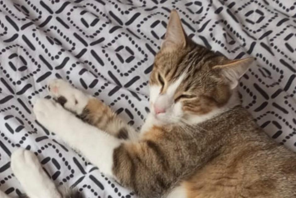 Disappearance alert Cat  Male , 1 years Séméac France
