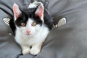 Disappearance alert Cat Male , 1 years Nendaz Switzerland