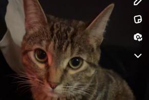 Disappearance alert Cat miscegenation Female , 1 years Sion Switzerland