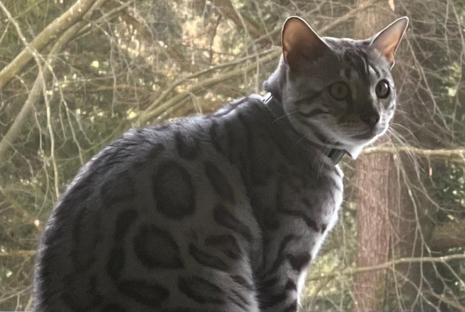 Disappearance alert Cat  Male , 1 years Horw Switzerland