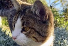Disappearance alert Cat miscegenation Male , 1 years Nendaz Switzerland