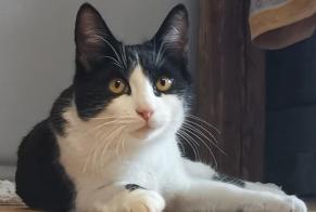 Disappearance alert Cat Male , 2 years Chalais Switzerland