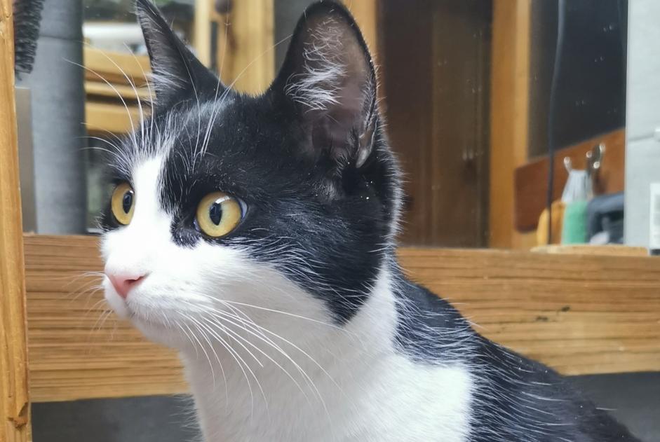 Disappearance alert Cat Male , 2 years Chalais Switzerland