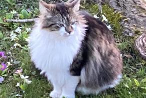 Disappearance alert Cat miscegenation Male , 5 years St. Gallen Switzerland