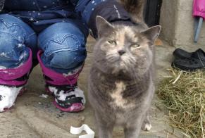 Disappearance alert Cat Female , 7 years Blonay - Saint-Légier Switzerland