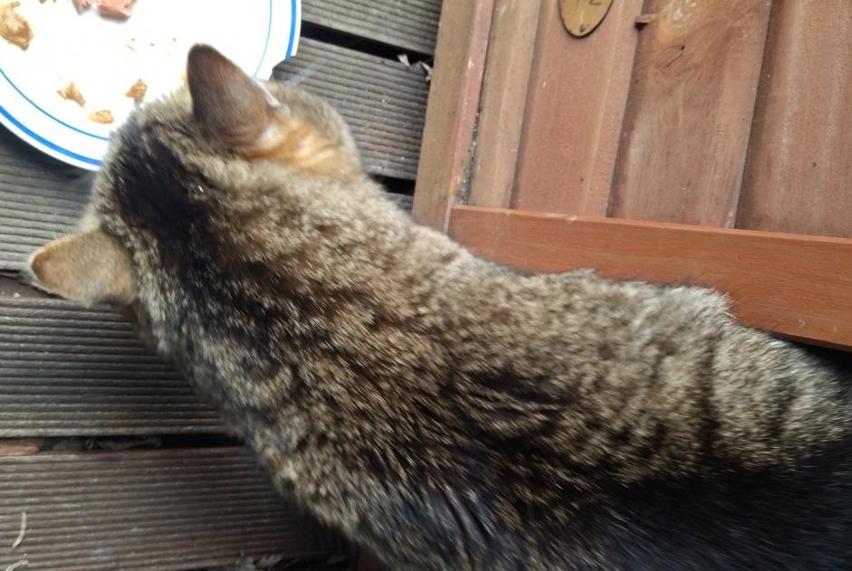 Discovery alert Cat Male , 8 years Dour Belgium