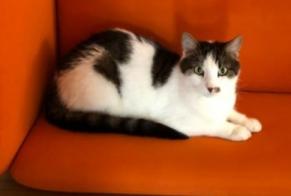 Disappearance alert Cat Male , 11 years Saint-Aubin Switzerland