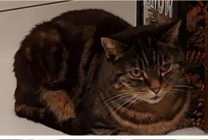 Disappearance alert Cat miscegenation Female , 11 years Gibloux Switzerland