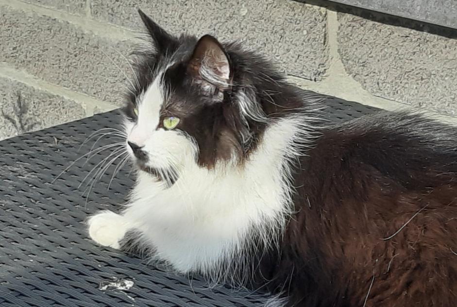 Disappearance alert Cat  Male , 6 years Oupeye Belgium