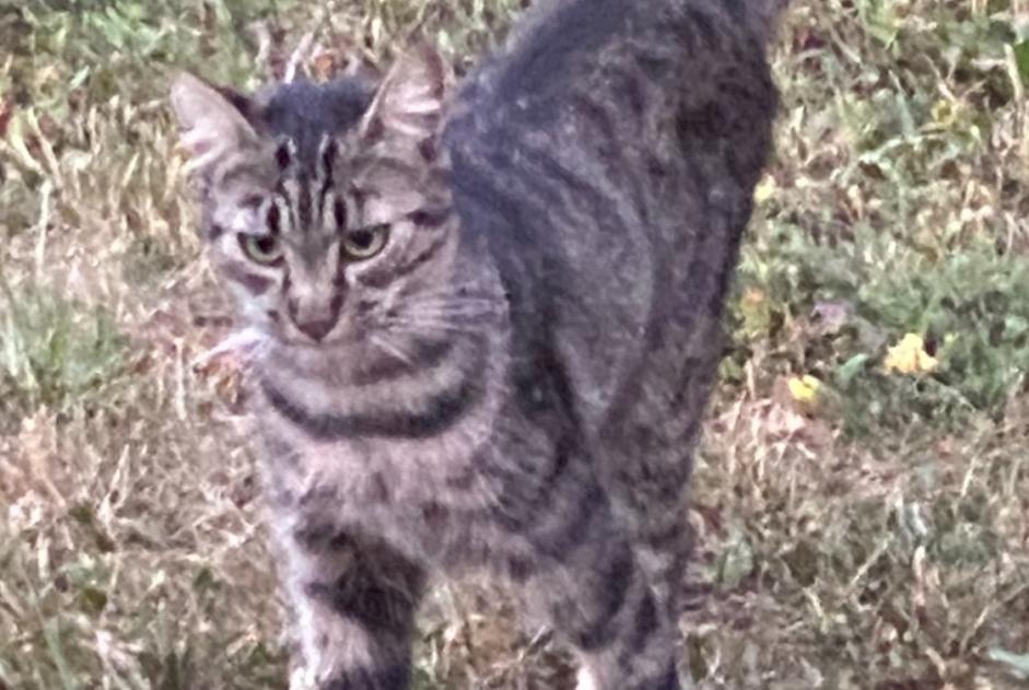 Disappearance alert Cat  Male , 2 years Noble-Contrée Switzerland