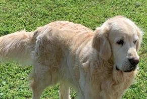 Disappearance alert Dog  Male , 7 years Mas de Barberans Spain