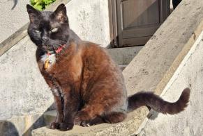Disappearance alert Cat Male , 15 years Gland Switzerland
