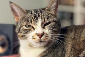 Disappearance alert Cat Female , 6 years Ursy Switzerland