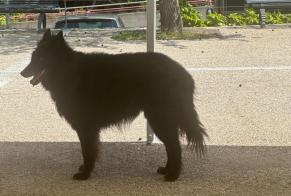 Discovery alert Dog Female Satigny Switzerland