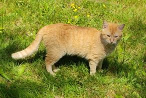 Discovery alert Cat Male Héric France