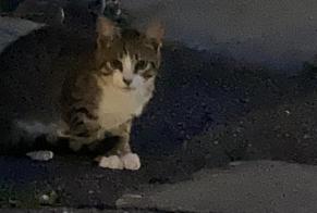 Discovery alert Cat miscegenation Unknown Montreux Switzerland