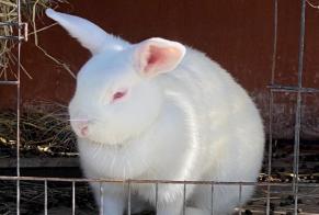 Disappearance alert Rabbit Female , 2024 years Chalais Switzerland