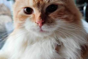 Disappearance alert Cat  Male , 1 years Val-de-Travers Switzerland