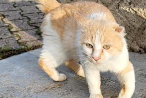 Discovery alert Cat Male Apprieu France